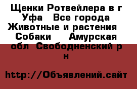 Щенки Ротвейлера в г.Уфа - Все города Животные и растения » Собаки   . Амурская обл.,Свободненский р-н